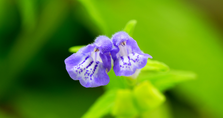 Huang Qin, or Chinese Skullcap, enriches and protects your skin